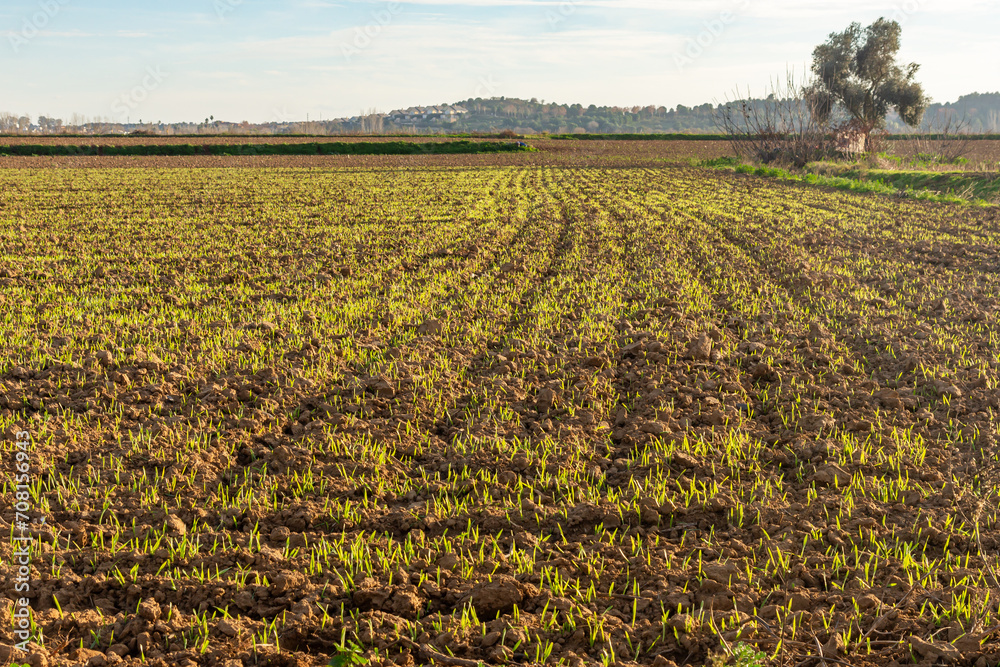 Golden Contrast: Sunset Highlights Green Shoots in the Field.