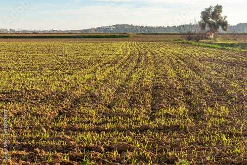 Golden Contrast  Sunset Highlights Green Shoots in the Field.