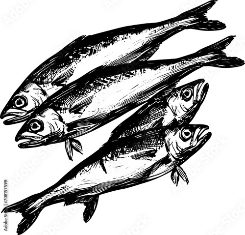 Anchovies, EPS illustration.