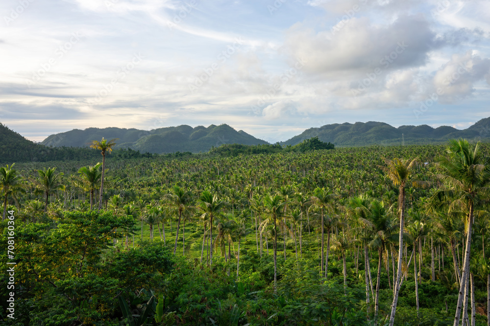 A vast landscape of palm trees stretches toward distant hills under a cloud-dappled sky, showcasing the expanse of a tropical plantation.