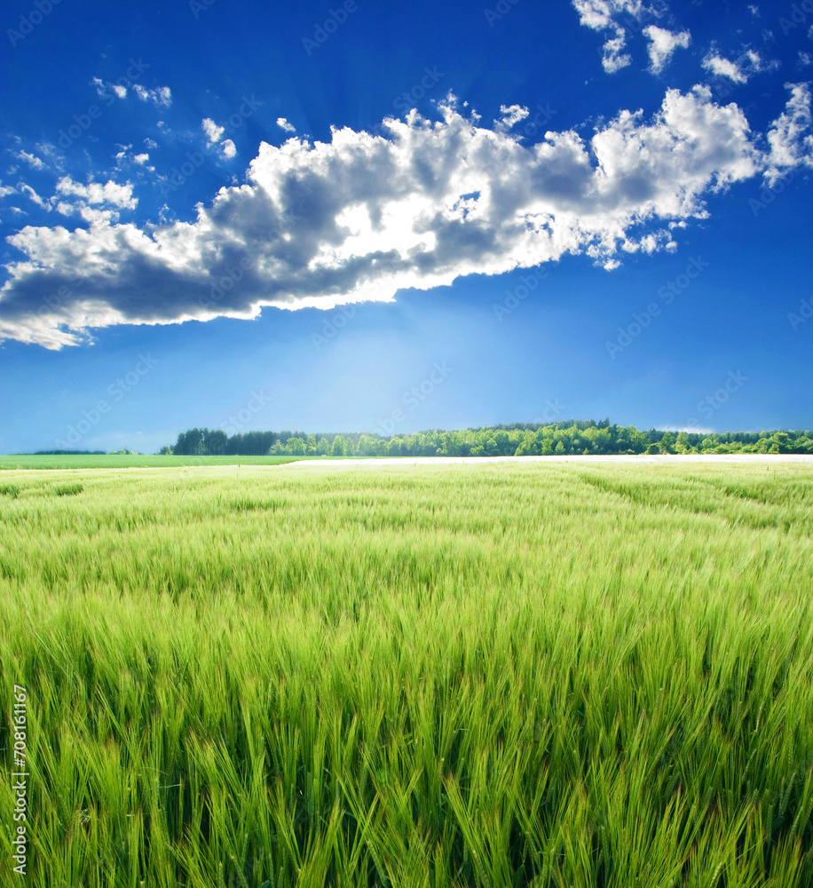 green cereal grain barley (Hordeum vulgare) field in backlight and sun behind clouds in blue sky, near Strasslach, Bavaria, 10 miles south of Munich, Germany, Europe