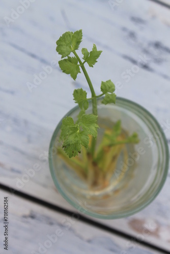 Sprouting celery in a glass filled with water on a table blur background

 photo