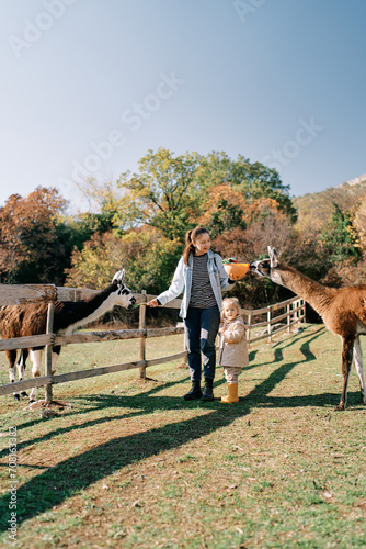 Little girl stands near a smiling mother feeding two llamas with two hands