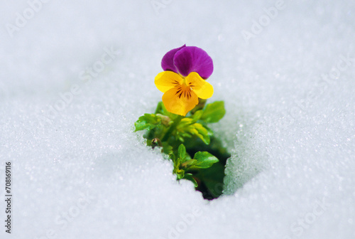 close up of a single Viola (Violaceae) in early spring standing in the snow