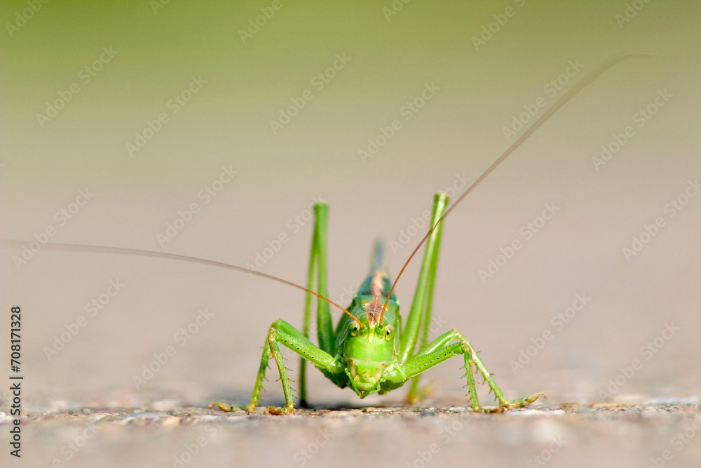 macro, closeup of a great green bush-cricket (Tettigonia viridissima) sitting on the road, portrait macro, closeup of a great green bush-cricket (Tettigonia viridissima) sitting on the road, portrait