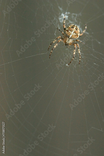 closeup, macro of an European garden spider, cross orbweaver, diadem spider, orangie, cross spider, (Araneus diadematus) sitting in the center of it´s web