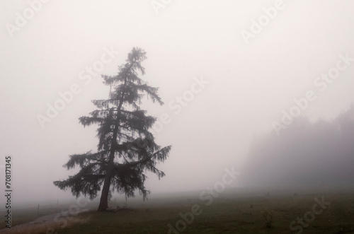 Принти на полотні Morning fogg