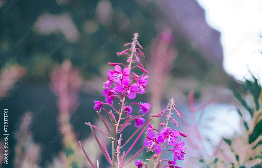 Obraz premium A close up of purple flowers with the lake and mountains on background
