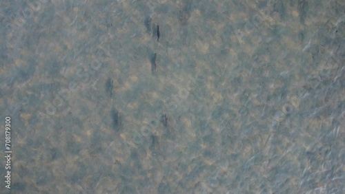 Aerial view captured by a drone looking down on a school of wild coho salmon. The fish are swimming through the clear water of the Egegik river in Alaska.  photo