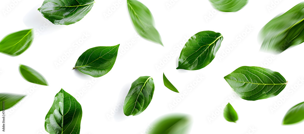 green leaves on a white background green leaves on a white background
