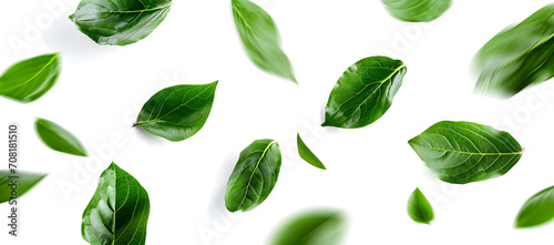 green leaves on a white background	