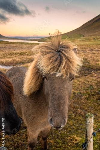 Icelandic horse in the scenic nature landscape of Kirkjufell, Iceland