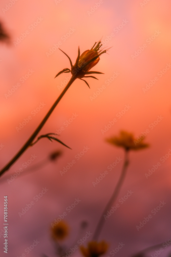 flower on sunsets 