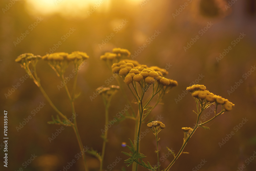 Yellow tansy field flowers in golden evening sunlight