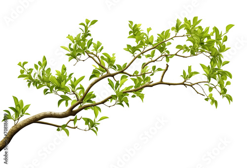 Tree Branch Isolated on Transparent Background 