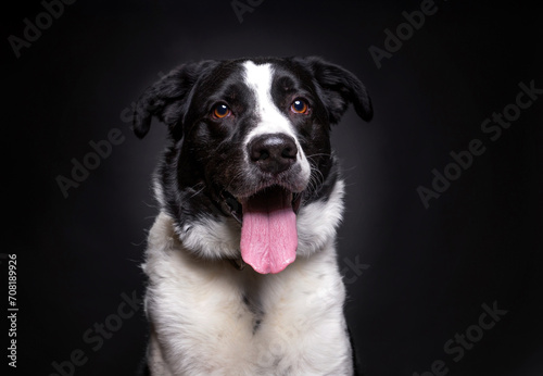 studio shot of a cute dog on an isolated background