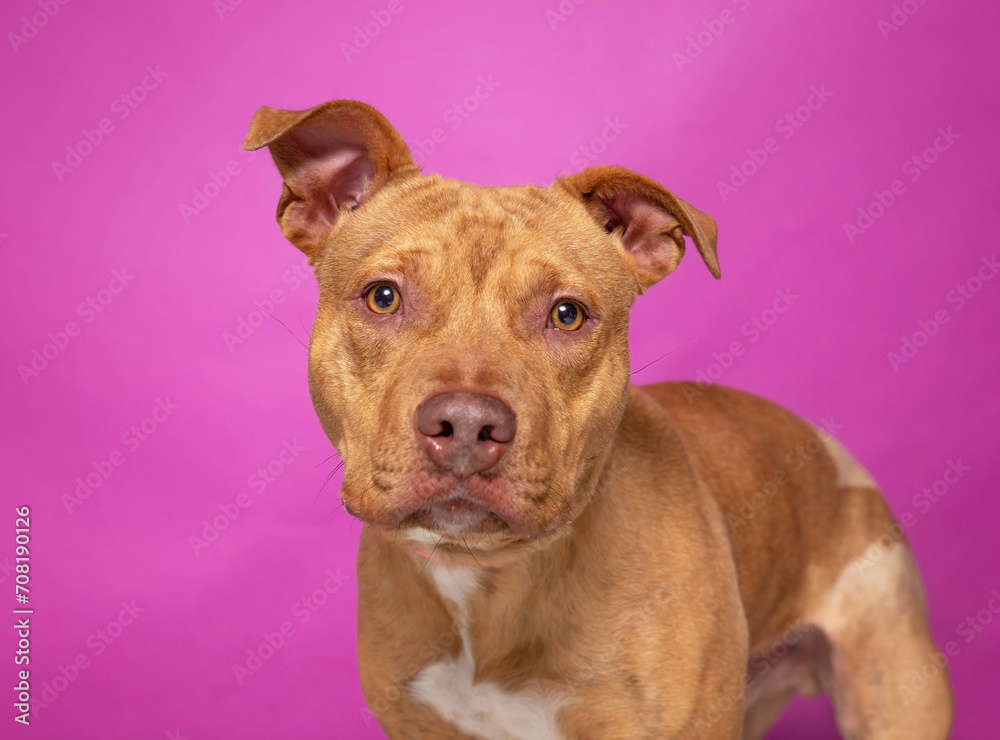 studio shot of a cute dog on an isolated background