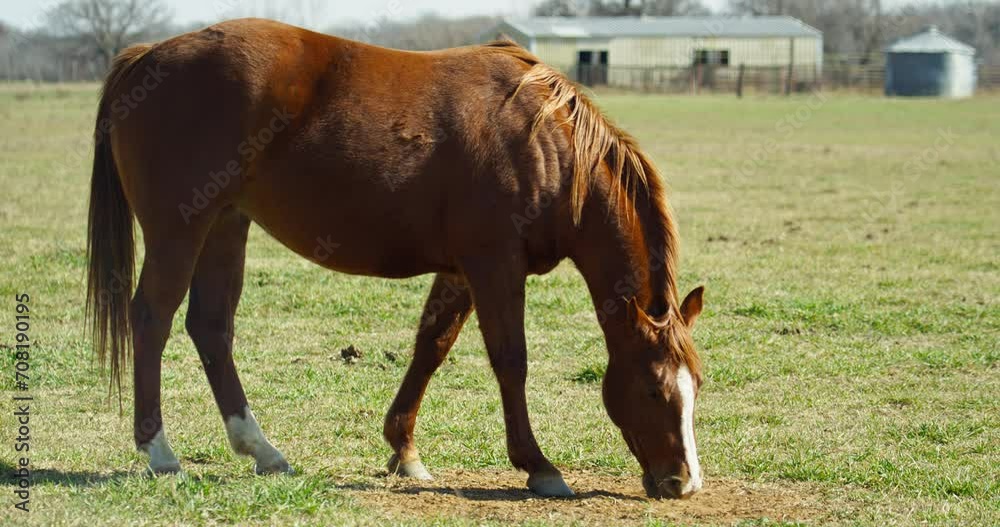 Horse Peacefully Grazing In Pasture Horse Peacefully Grazing In Pasture