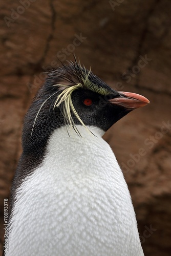 イワトビペンギンの横顔のアップ