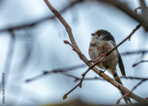 Photography Dublin's Delight - Long-Tailed Tit (Aegithalos caudatus) in Father Collins Park