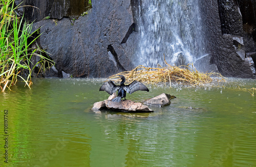 Neotropic cormorant or olivaceous cormorant (Nannopterum brasilianum) on lake photo