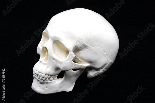 White skull with copy space