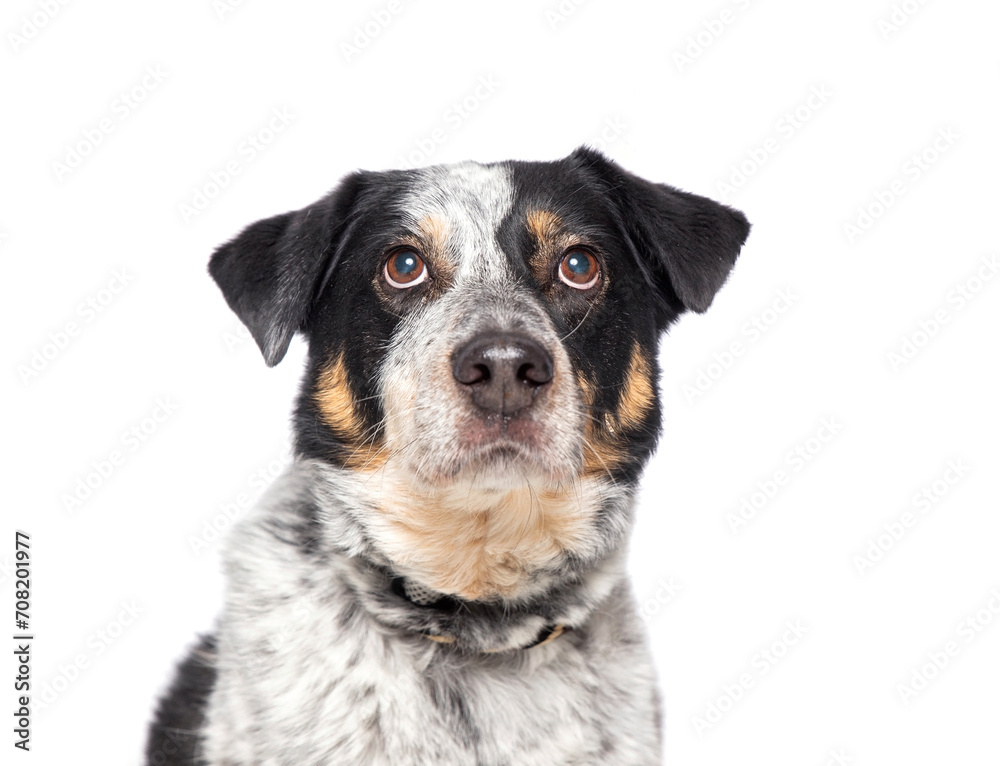 studio shot of a cute dog on an isolated background studio shot of a cute dog on an isolated background