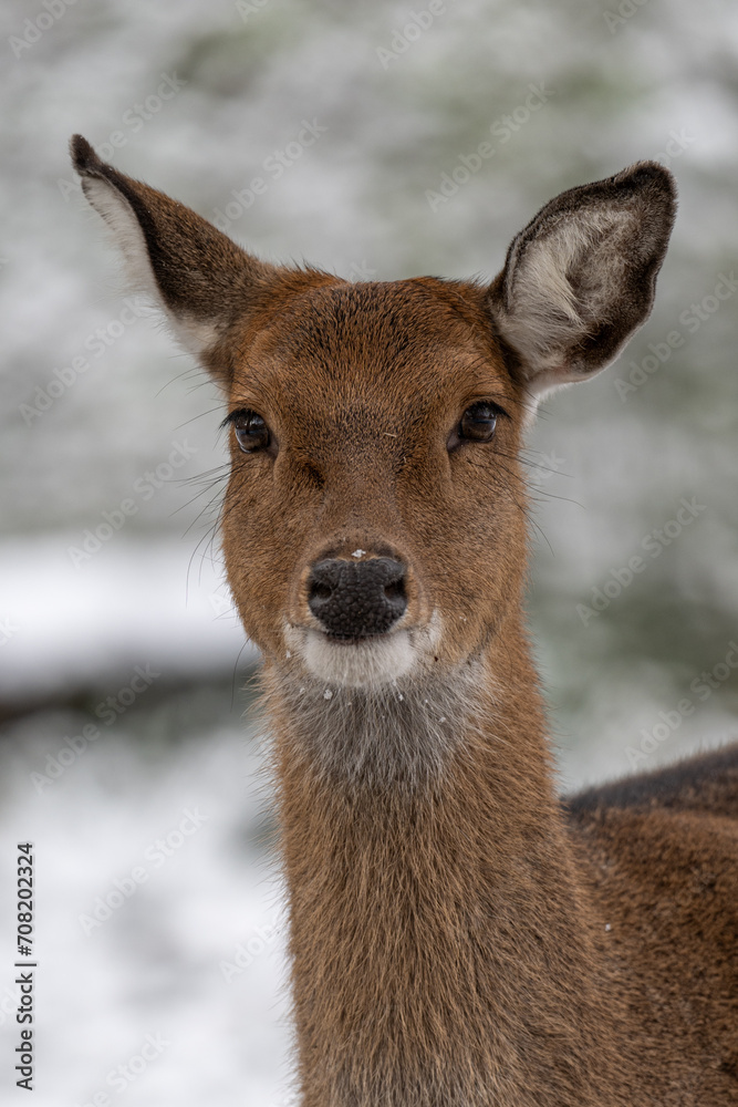 Female Sika vietnamese outdoors in winter. Female Sika vietnamese outdoors in winter.