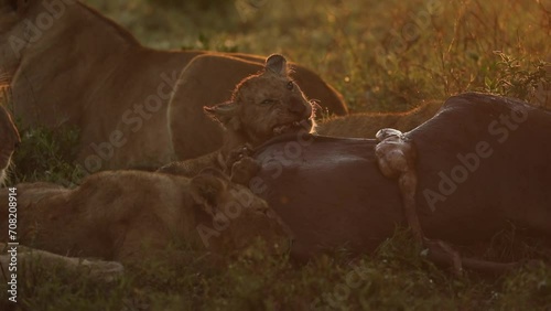Lion cub eating a wildbeest kill photo