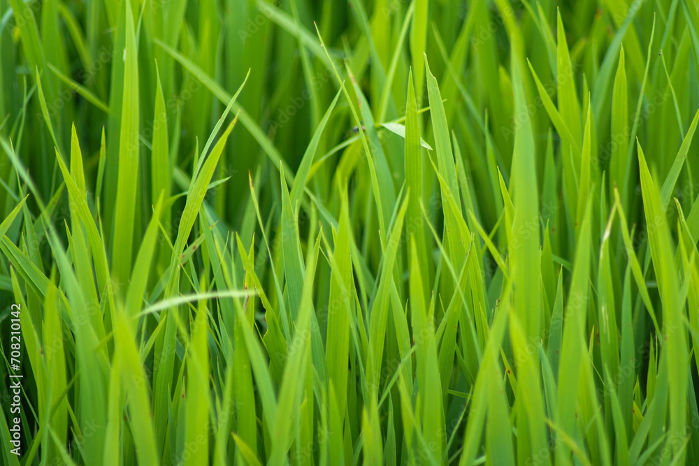 A close-up view of rice seeds that are old enough to be planted in the fields A close-up view of rice seeds that are old enough to be planted in the fields