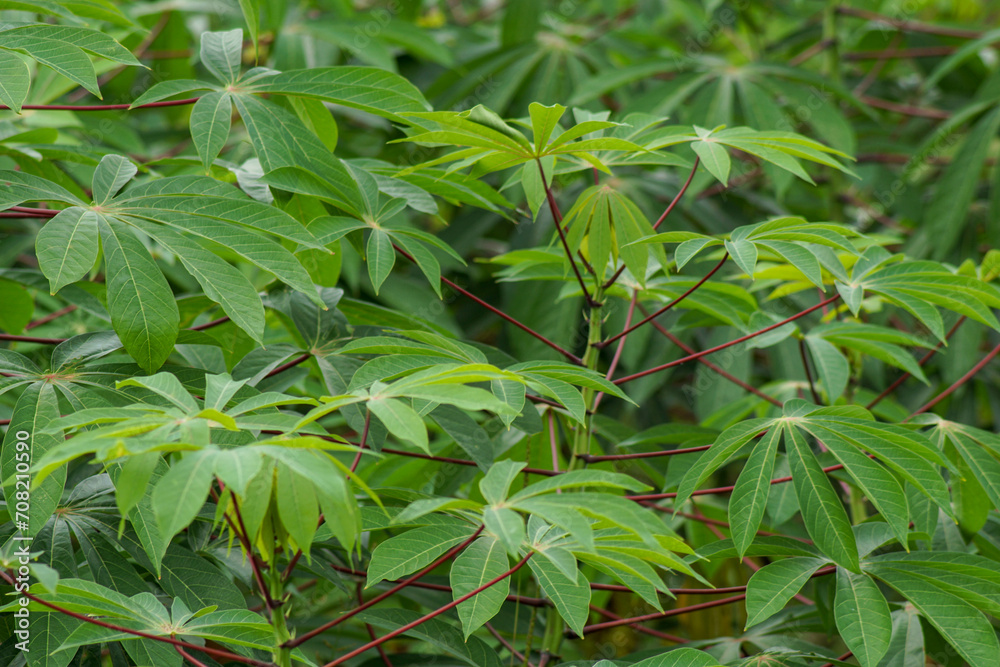 Obraz premium fields planted with cassava plants for tapioca raw materials