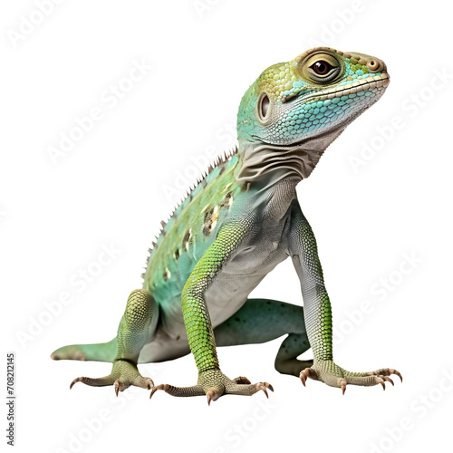 Green_Iguana isolated on transparent and white background