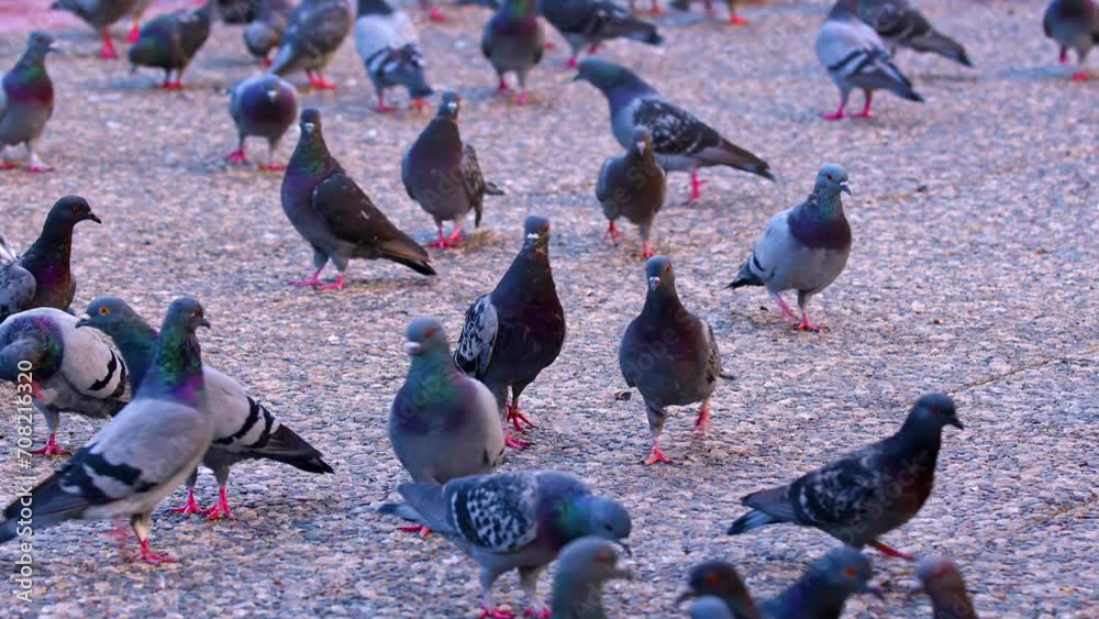 City Pigeon Flock Walking on Concrete Ground in Slow Motion Footage. City Pigeon Flock Walking on Concrete Ground in Slow Motion Footage.