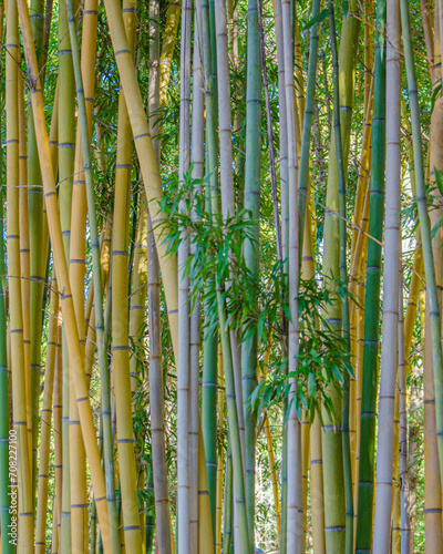 bamboo forest background