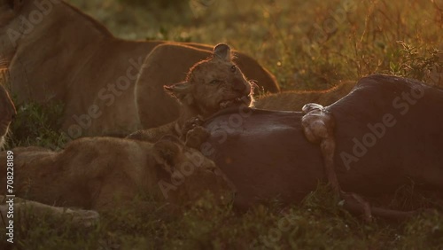 A lion cub close up eating a wildebeest kill 