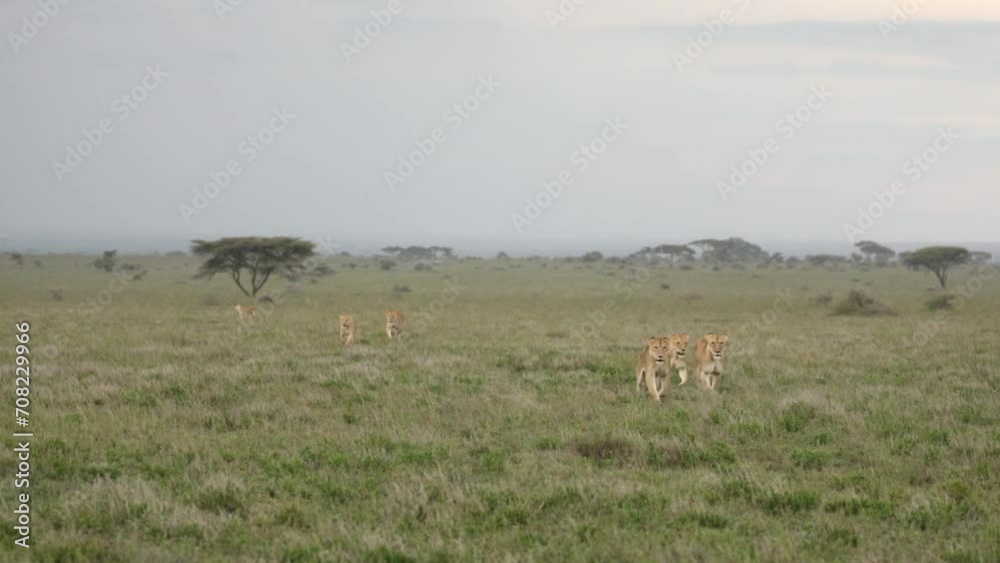 Pride of lions jogging towards camera on the savannah Pride of lions jogging towards camera on the savannah