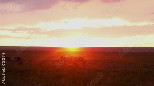 Zebra on the savannah walking through sunlight at sunset photo