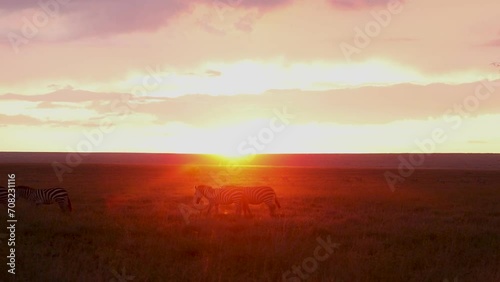 Zebra on the savannah walking through sunlight at sunset