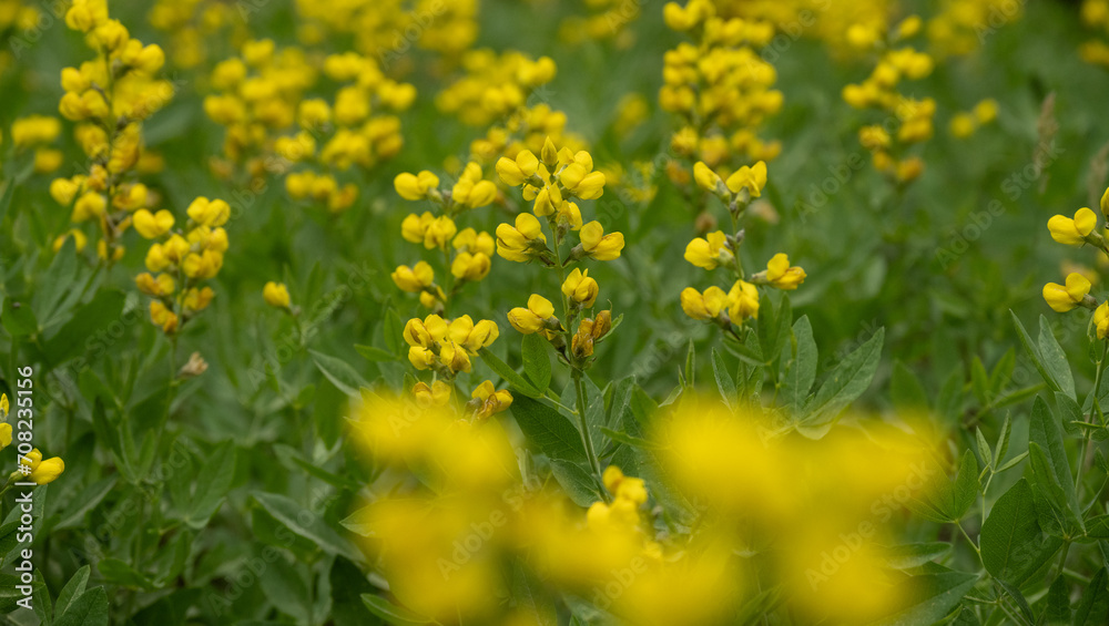 Yellow Toadflax Flowers in a Field in Zion