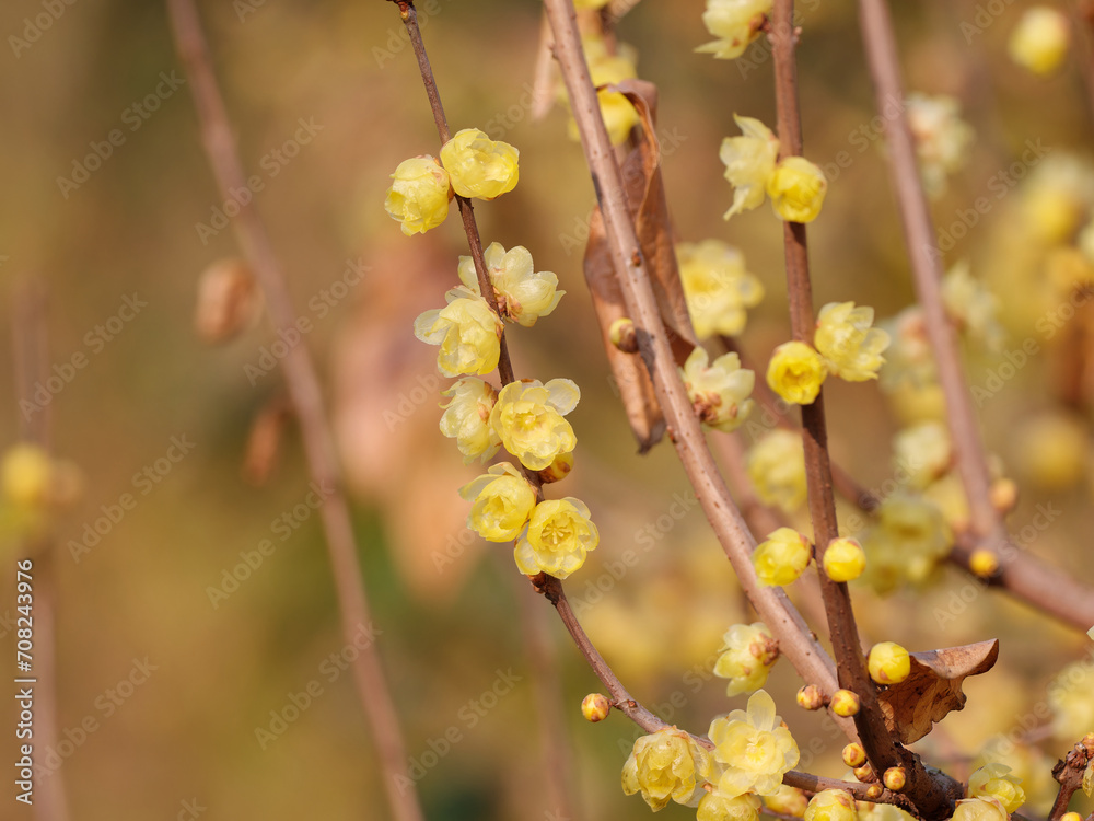Macro of the flower of Chimonanthus, wintersweet, genus of flowering plants in the family Calycanthacea, yellow flowers blooming in winter and early spring. Macro of the flower of Chimonanthus, wintersweet, genus of flowering plants in the family Calycanthacea, yellow flowers blooming in winter and early spring.