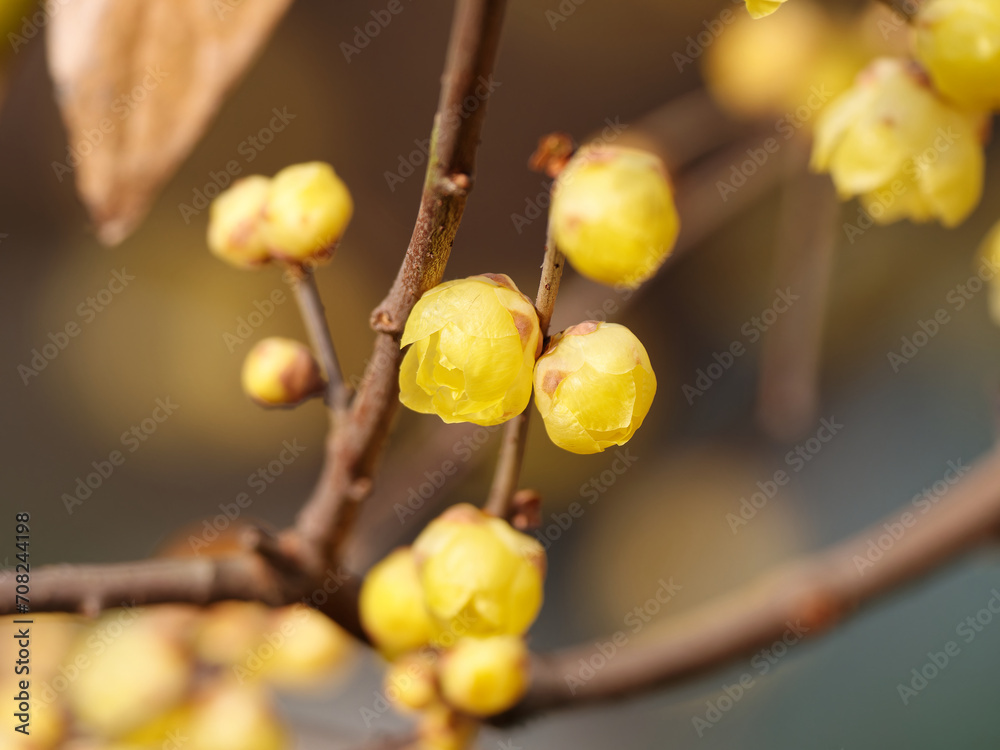 Macro of the flower of Chimonanthus, wintersweet, genus of flowering plants in the family Calycanthacea, yellow flowers blooming in winter and early spring. Macro of the flower of Chimonanthus, wintersweet, genus of flowering plants in the family Calycanthacea, yellow flowers blooming in winter and early spring.