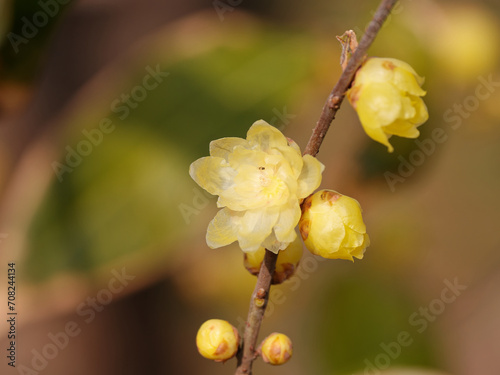 Macro of the flower of Chimonanthus, wintersweet, genus of flowering plants in the family Calycanthacea, yellow flowers blooming in winter and early spring. photo
