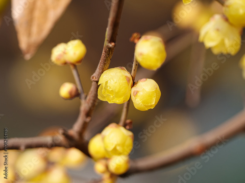 Macro of the flower of Chimonanthus, wintersweet, genus of flowering plants in the family Calycanthacea, yellow flowers blooming in winter and early spring.