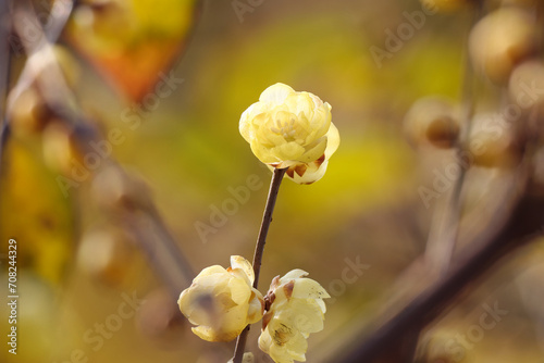 Macro of the flower of Chimonanthus, wintersweet, genus of flowering plants in the family Calycanthacea, yellow flowers blooming in winter and early spring. photo