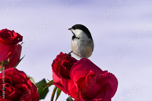 Chickadee on a red rose