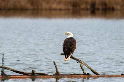 Bald Eagle