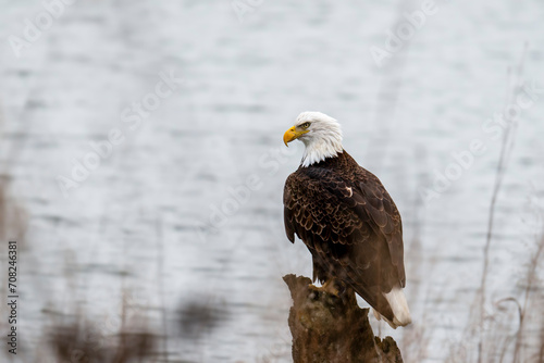 Bald Eagle