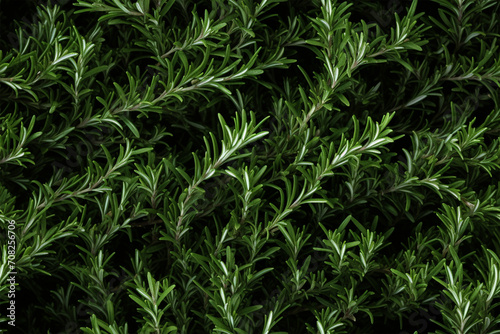 rosemary background wall texture pattern seamless wallpaper