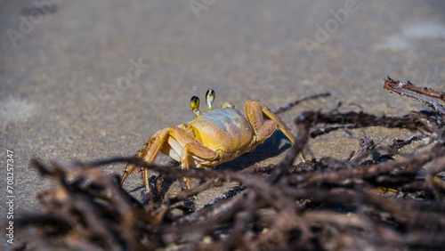 Siri na Praia - Bombihas - Santa Catarina - Brasil