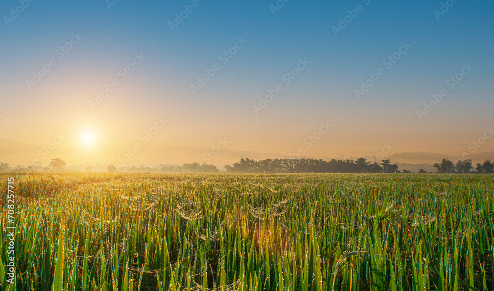 Beautiful rice fields and sunrise sky background. Landscape view over paddy field on sunrise time.
